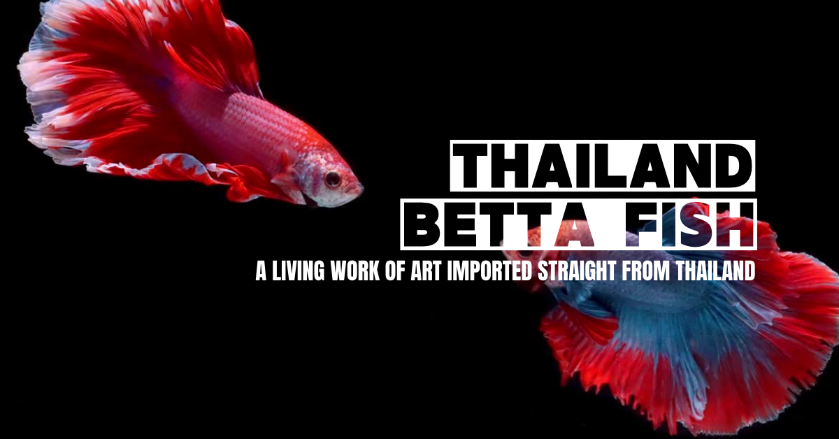 Thailand Betta Fish