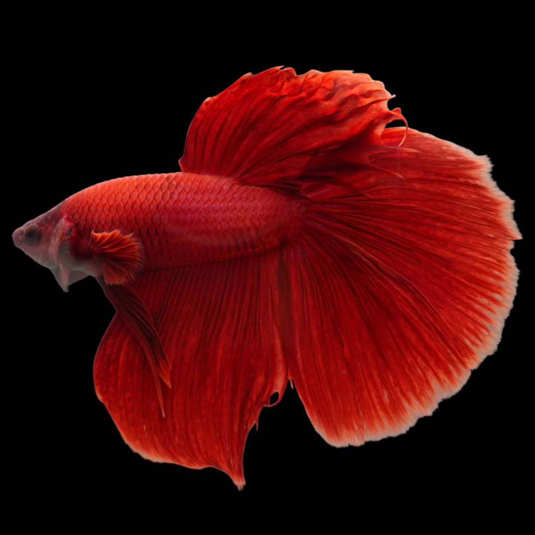 Thailand Betta Fish Rare Giant Halfmoon Super Red Review: Worth $54.95?
