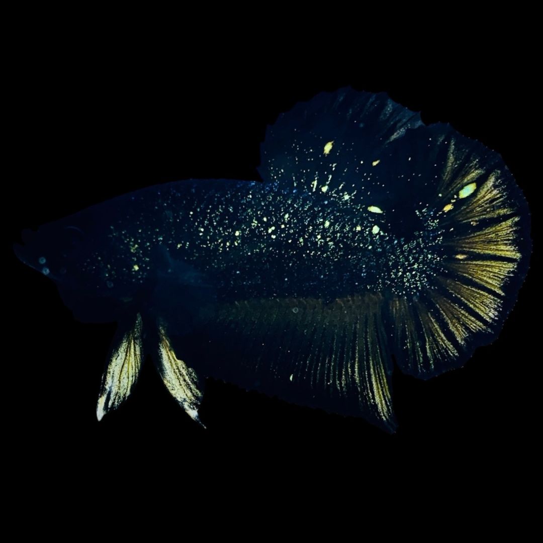 Thailand Betta Fish Rare Nebula Gold Betta Review